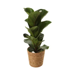 Mix Plantes Vertes, Variétés Variables : Vannerie D12cm -Promos Jardesia Magasin 1066833 2124789