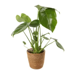 Mix Plantes Vertes, Variétés Variables : Vannerie D12cm -Promos Jardesia Magasin 1066833 2124792