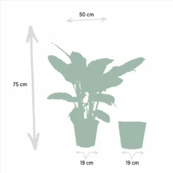 Calathea Warscewiczii Et Son Panier Naturel - H65cm, ø19cm - Plante D'intérieur -Promos Jardesia Magasin 10cd76a7c2bed299