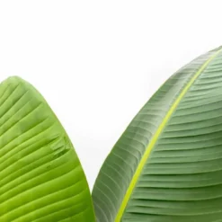 Strelitzia Augusta Xxl - H210cm, ø30cm - Très Grande Plante D'intérieur -Promos Jardesia Magasin 10d5b7d3169775a9