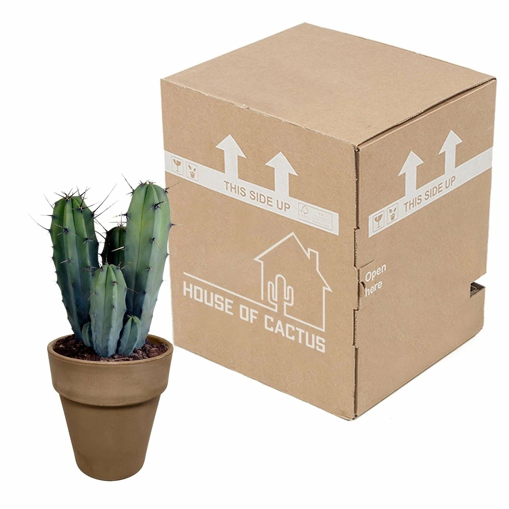 Myrtillocactus - H40cm, ø17cm - Plante D'intérieur Facile D'entretien 3 Myrtillocactus - H40cm, ø17cm - Plante D'intérieur Facile D'entretien – Image 3