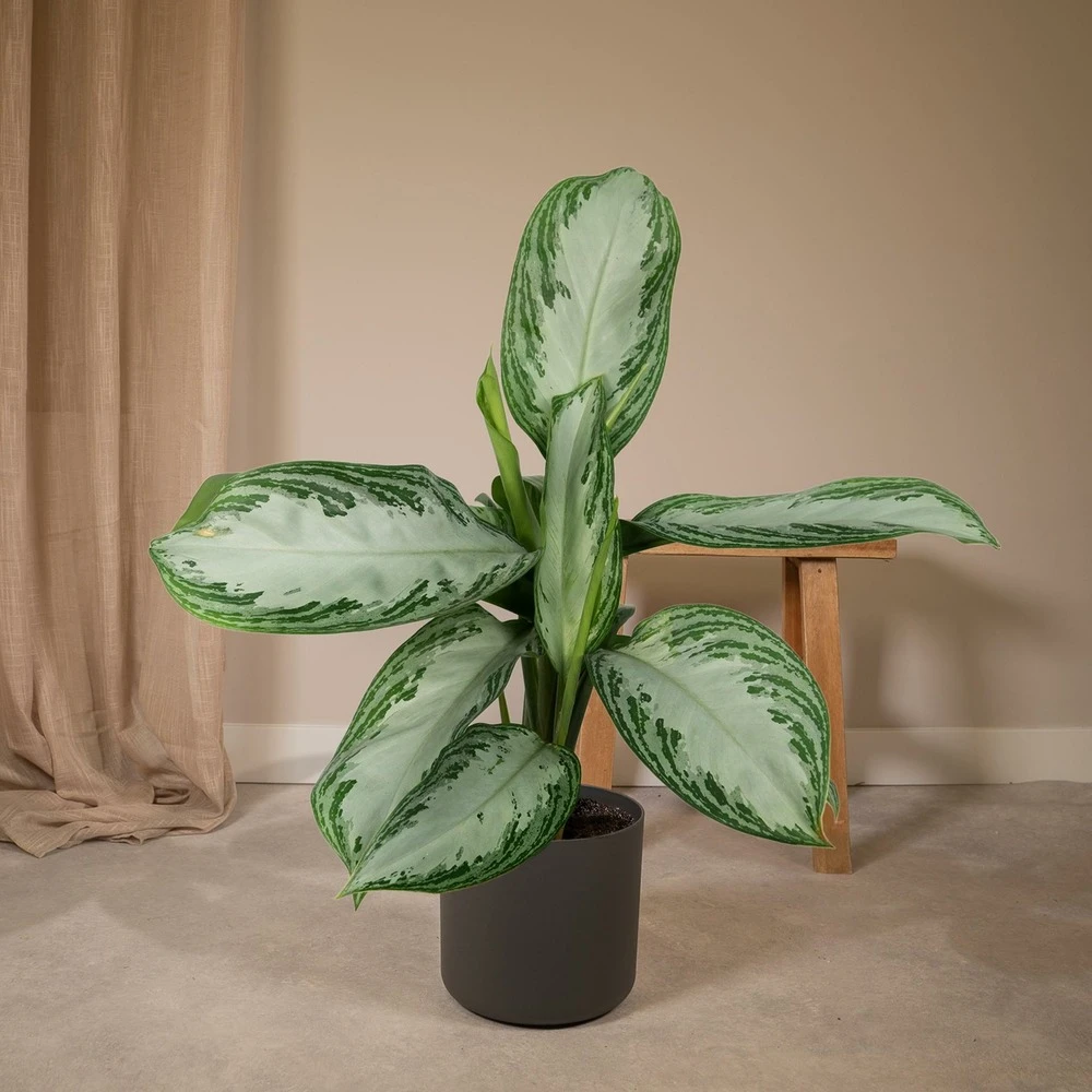 Aglaonema Silver Bay - H55cm, ø17cm - Plante D'intérieur 2 Aglaonema Silver Bay - H55cm, ø17cm - Plante D'intérieur – Image 2