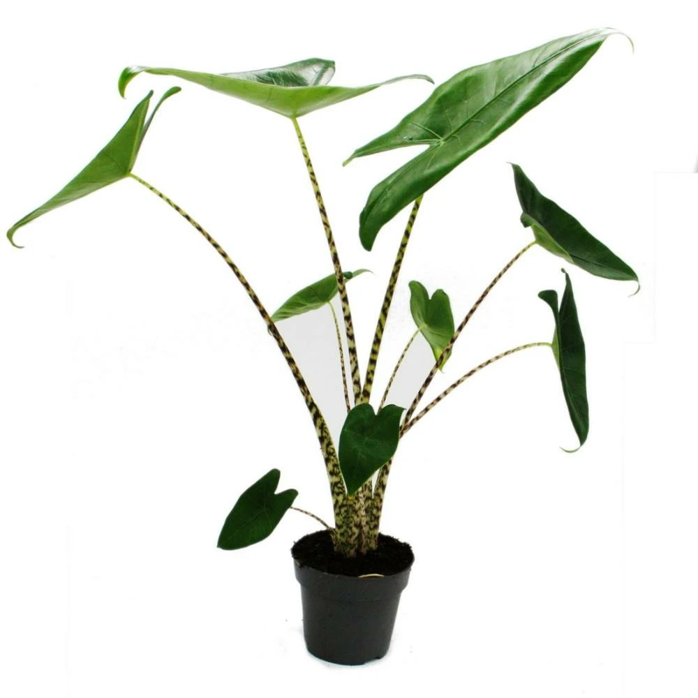 Alocasia Zebrina - Tiger Arrow Leaf - Pot 14cm - Hauteur 35-45cm 1 Alocasia Zebrina - Tiger Arrow Leaf - Pot 14cm - Hauteur 35-45cm
