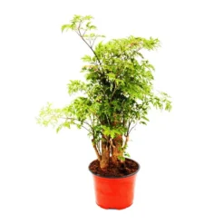 Feather Aralia - Polyscias Fruticosa - Plante D'intérieur Facile D'entretien Avec Tronc - Pot 12cm