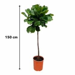 Ficus Lyrata Xl - H150cm, ø30cm - Très Grande Plante D'intérieur 7 Ficus Lyrata Xl - H150cm, ø30cm - Très Grande Plante D'intérieur -Promos Jardesia Magasin 147808e77ddb7acd