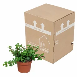 Portulacaria Afra - H25cm, ø10,5cm - Plante D'intérieur -Promos Jardesia Magasin 14989b04955025a5