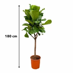 Ficus Lyrata Boom Xxl - H180cm, ø30cm - Très Grande Plante D'intérieur -Promos Jardesia Magasin 14ad4fa596a5db69