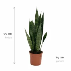 Sansevieria Zeylanica - H55cm, ø14cm - Plante D'intérieur Sans Entretien 8 Sansevieria Zeylanica - H55cm, ø14cm - Plante D'intérieur Sans Entretien -Promos Jardesia Magasin 14b7b0a41e32bd54