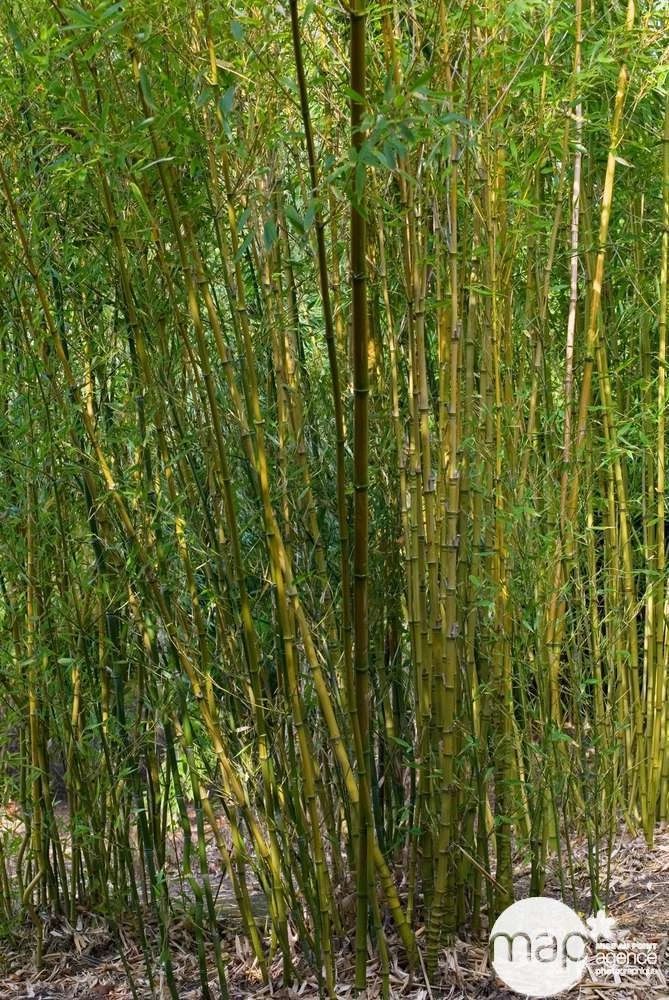 Bambou : Pot De 5 Litres 2 Bambou : Pot De 5 Litres – Image 2