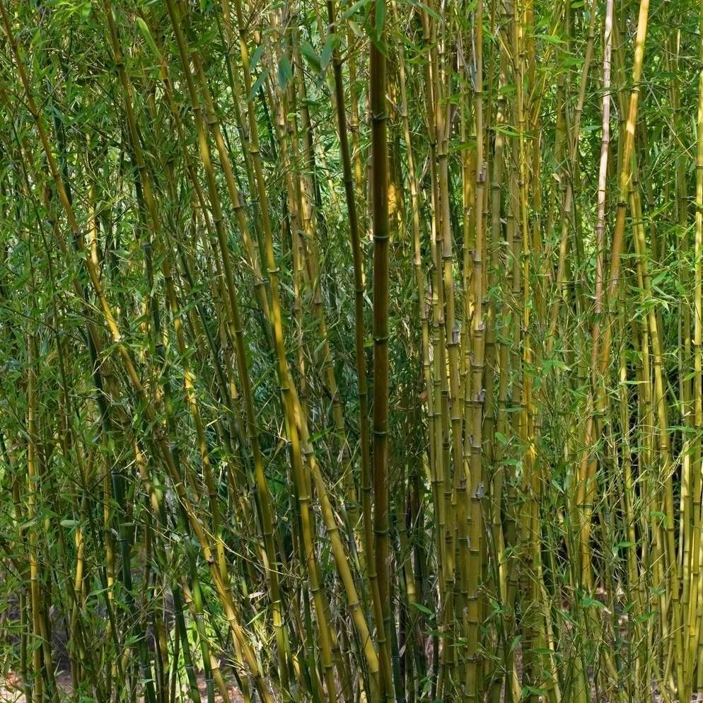 Bambou : Pot De 5 Litres 3 Bambou : Pot De 5 Litres – Image 3