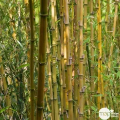 Bambou : Pot De 5 Litres 7 Bambou : Pot De 5 Litres -Promos Jardesia Magasin 15449 004