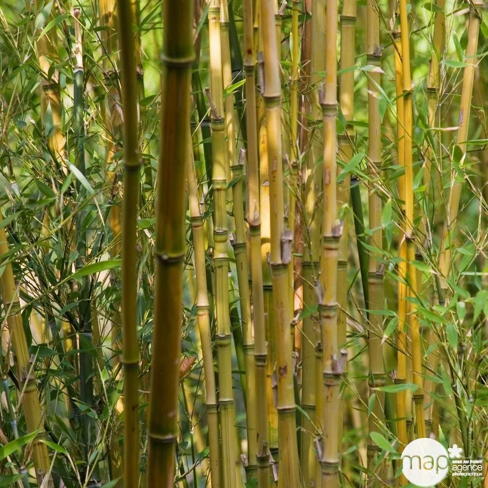 Bambou : Pot De 5 Litres 4 Bambou : Pot De 5 Litres – Image 4