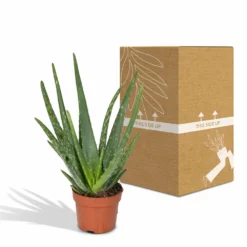 Aloe Vera - H30cm, ø12cm - Plante D'intérieur Succulente 8 Aloe Vera - H30cm, ø12cm - Plante D'intérieur Succulente -Promos Jardesia Magasin 16c113bef3fab416