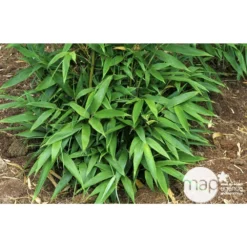Bambou Moyen Phyllostachys Nigra 150/200 Cm: Pot De 18 Litres -Promos Jardesia Magasin 170450 003