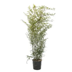 Bambou Moyen Phyllostachys Nigra 150/200 Cm: Pot De 18 Litres -Promos Jardesia Magasin 170450 2058667