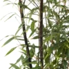 Bambou Moyen Phyllostachys Nigra 150/200 Cm: Pot De 18 Litres