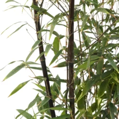 Bambou Moyen Phyllostachys Nigra 150/200 Cm: Pot De 18 Litres