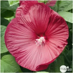 Hibiscus Moscheutos : Conteneur De 5 Litres -Promos Jardesia Magasin 171264 001