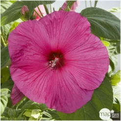 Hibiscus Moscheutos : Conteneur De 5 Litres -Promos Jardesia Magasin 171264 002