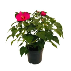 Hibiscus Moscheutos : Conteneur De 5 Litres -Promos Jardesia Magasin 171264 006