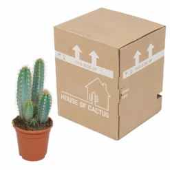 Pilosocereus Azureus - H40cm, ø17cm - Plante D'intérieur 6 Pilosocereus Azureus - H40cm, ø17cm - Plante D'intérieur -Promos Jardesia Magasin 18c76fad916e457c