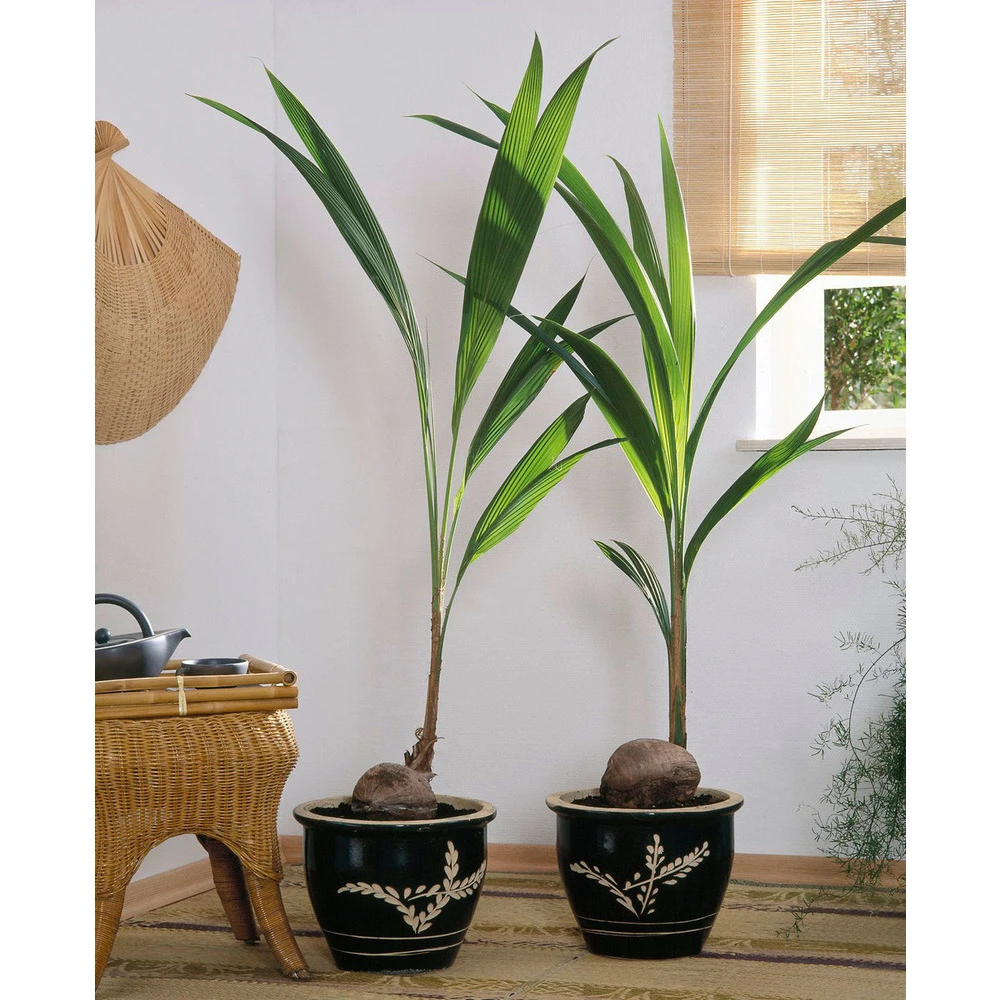 Cocotier Nucifera : Pot H.150cm 5 Cocotier Nucifera : Pot H.150cm – Image 5