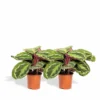 Calathea Médaillon Duo - Plantes D'intérieur