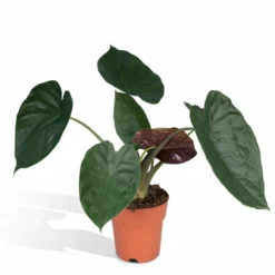 Alocasia Wentii - H70cm, ø19cm - Grande Plante D'intérieur