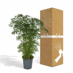 Polyscias Fruticosa - H75cm, ø21cm - Grande Plante D'intérieur -Promos Jardesia Magasin 1a9f774239911bfe