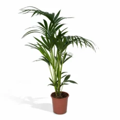 Palmier Kentia Xl - H120cm, ø24cm - Très Grande Plante D'intérieur