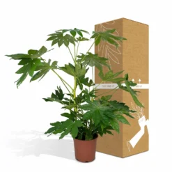 Fatsia Japonica Vert - H85cm, ø21cm - Grande Plante D'intérieur -Promos Jardesia Magasin 1b46fc7bb29d7307