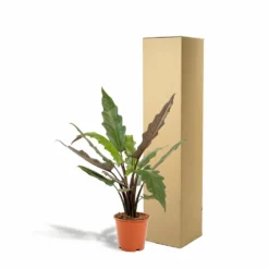 Alocasia Lauterbachiana - H80cm, ø19cm - Grande Plante D'intérieur 8 Alocasia Lauterbachiana - H80cm, ø19cm - Grande Plante D'intérieur -Promos Jardesia Magasin 1b4832d161c00827