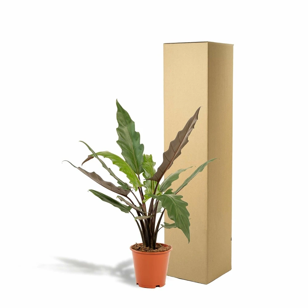 Alocasia Lauterbachiana - H80cm, ø19cm - Grande Plante D'intérieur 4 Alocasia Lauterbachiana - H80cm, ø19cm - Grande Plante D'intérieur – Image 4
