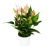 Fleur Flamant Rose - Anthurium Andreanum - Anthurium - Pot 12cm - Petites Fleurs Roses - Lilli