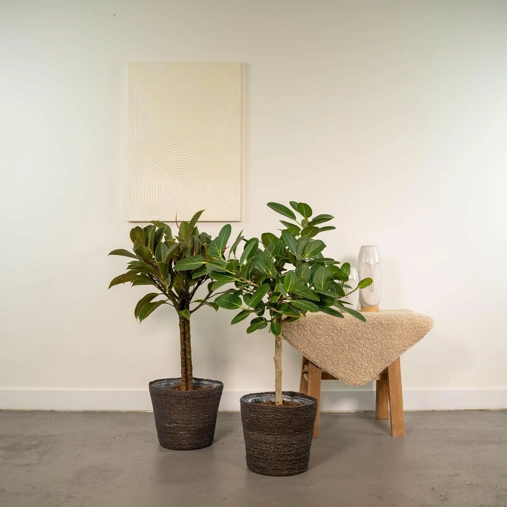 Ficus Elastica Melany, Ficus Benghalensis Audrey Et Leurs Paniers Noirs, Duo De Plantes - Grandes Plantes D'intérieur 2 Ficus Elastica Melany, Ficus Benghalensis Audrey Et Leurs Paniers Noirs, Duo De Plantes - Grandes Plantes D'intérieur – Image 2