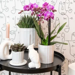 Haworthia - H11cm, ø6cm - Plante D'intérieur 7 Haworthia - H11cm, ø6cm - Plante D'intérieur -Promos Jardesia Magasin 1dcd91ab4fa67002