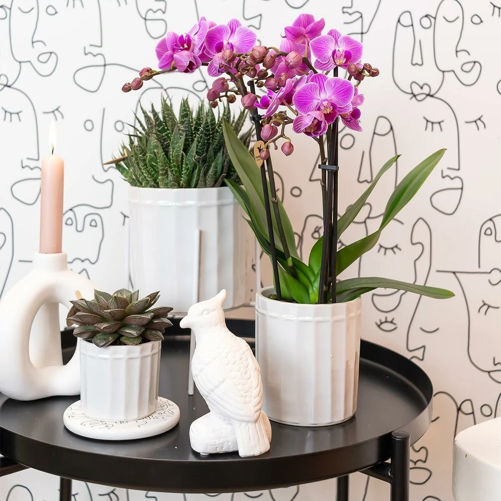 Haworthia - H11cm, ø6cm - Plante D'intérieur 3 Haworthia - H11cm, ø6cm - Plante D'intérieur – Image 3