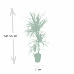 Dracaena Marginata - H115cm, ø21cm - Très Grande Plante D'intérieur 8 Dracaena Marginata - H115cm, ø21cm - Très Grande Plante D'intérieur -Promos Jardesia Magasin 205c4d19ff1b1ad5