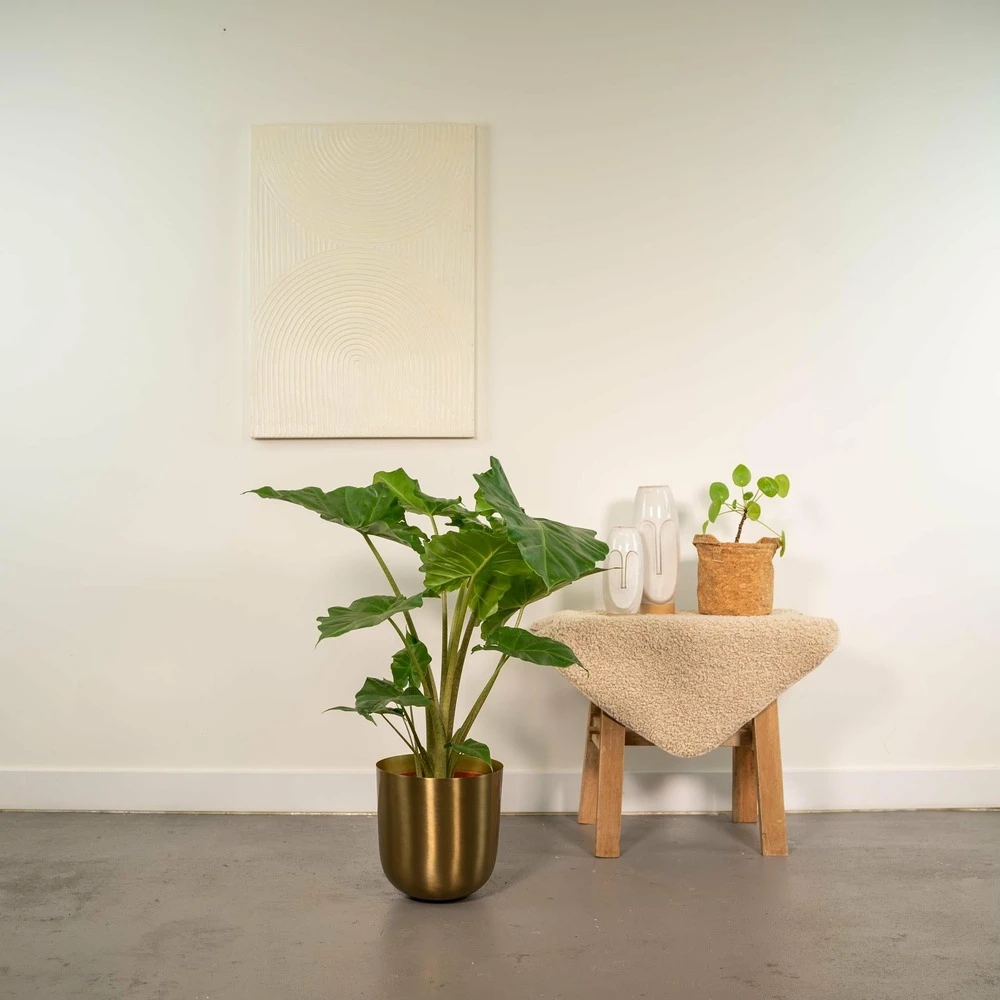 Alocasia Portodora - H80cm, ø21cm - Grande Plante D'intérieur 2 Alocasia Portodora - H80cm, ø21cm - Grande Plante D'intérieur – Image 2