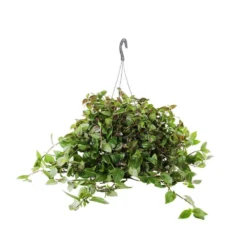 Tradescantia : Suspension Diamètre 18 Cm - Variétés Variables -Promos Jardesia Magasin 21071 006