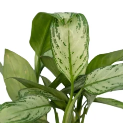 Aglaonema Christina - H30cm, ø12cm - Plante D'intérieur 7 Aglaonema Christina - H30cm, ø12cm - Plante D'intérieur -Promos Jardesia Magasin 226315f1022fb16f