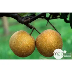 Nashi Hosui Bronze : Gobelet 3 Ans D'âge Ctr 12 Litres -Promos Jardesia Magasin 228675 003