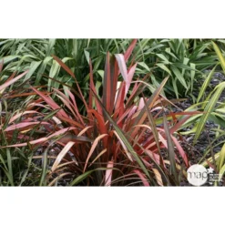 Phormium, Variétés Variables : Pot 4L 12 Phormium, Variétés Variables : Pot 4L -Promos Jardesia Magasin 228928 001