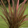 Phormium, Variétés Variables : Pot 4L