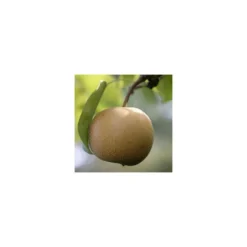 Nashi Nieiseiki : Gobelet Ctr 3 Ans D'âge -Promos Jardesia Magasin 229605 001