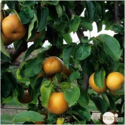 Nashi Nieiseiki : Gobelet Ctr 3 Ans D'âge -Promos Jardesia Magasin 229605 003