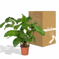 Calathea Network - 30cm, ø14cm - Plante D'intérieur -Promos Jardesia Magasin 22fa5bfd66b2222d