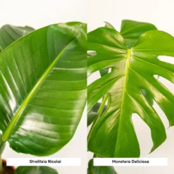 Strelitzia Nicolai, Monstera Deliciosa, Duo De Plantes - Grandes Plantes D'intérieur -Promos Jardesia Magasin 234a08022e7bcd88