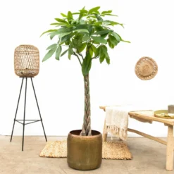 Pachira Aquatica - H150cm, ø30cm - Très Grande Plante D'intérieur -Promos Jardesia Magasin 234fa82bd53a7d5b