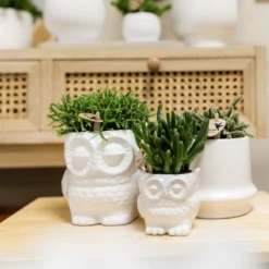 Haworthia Limifolia Et Son Cache-pot Blanc - H16cm, ø9cm - Plante D'intérieur -Promos Jardesia Magasin 236755527d1c1a40